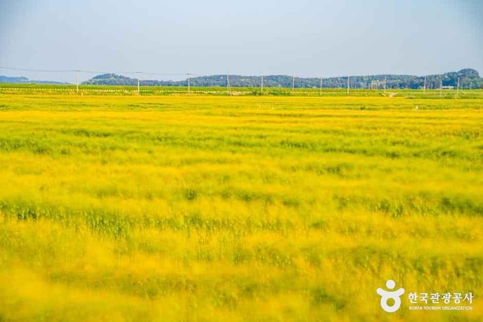 옥녀교차로 청보리밭 모습